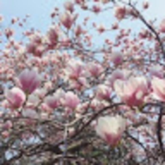 livieenrose